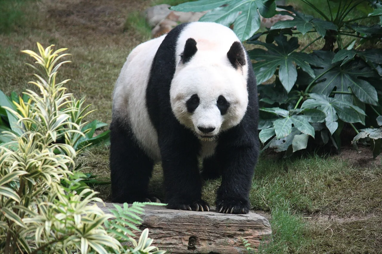 Giant panda conservation